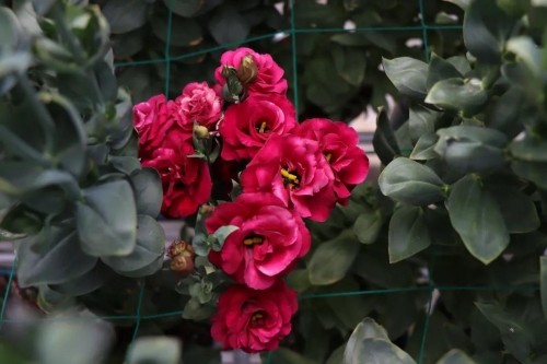 微信图片_20210428104907 微信图片_20210428104907