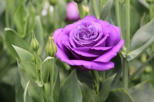 微信图片_20210428104910 微信图片_20210428104910